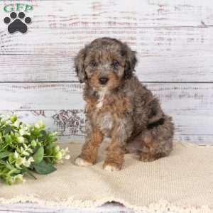 Alaine, Miniature Poodle Mix Puppy